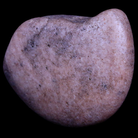 2" Sauropod Dinosaur Stomach Stone Gastrolith Rock Gizzard Stone COA - Fossil Age Minerals