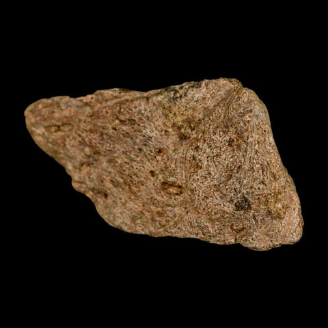 1.9" Triceratops Fossil Frill Blood Groves Lance Creek FM Cretaceous Dinosaur WY COA