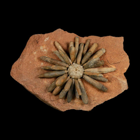 3.7" Highly Detailed Asterocidaris Sea Urchin Fossil Echinoid Boulmane Morocco - Fossil Age Minerals