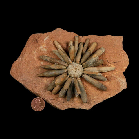 3.7" Highly Detailed Asterocidaris Sea Urchin Fossil Echinoid Boulmane Morocco - Fossil Age Minerals