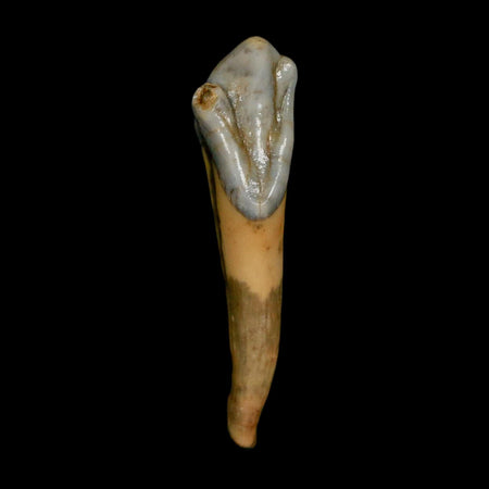 1.6" Extinct Cave Bear Ursus Spelaeus Incisor Tooth Rooted Pleistocene Age COA, Stand