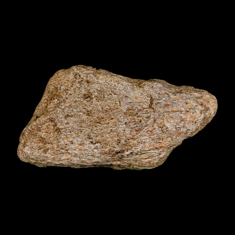 1.9" Triceratops Fossil Frill Blood Groves Lance Creek FM Cretaceous Dinosaur WY COA