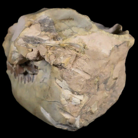 3.7" Leptauchenia Decora Oreodont Fossil Skull Miocene Age South Dakota Badlands - Fossil Age Minerals