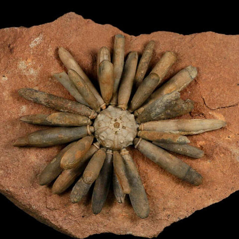3.7" Highly Detailed Asterocidaris Sea Urchin Fossil Echinoid Boulmane Morocco - Fossil Age Minerals