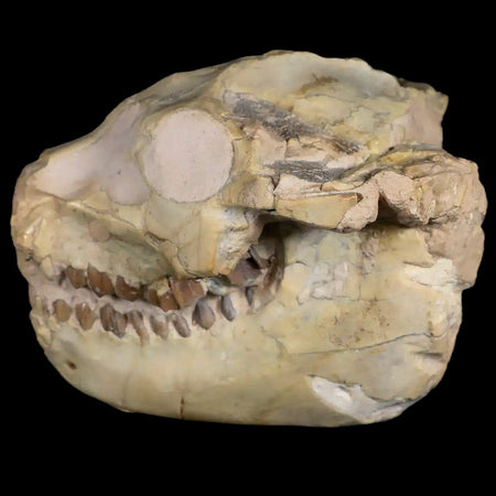 3.7" Leptauchenia Decora Oreodont Fossil Skull Miocene Age South Dakota Badlands