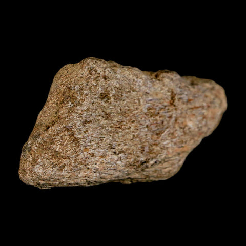 1.9" Triceratops Fossil Frill Blood Groves Lance Creek FM Cretaceous Dinosaur WY COA