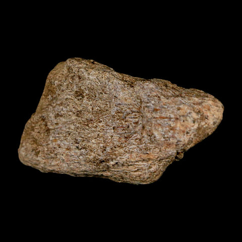 1.9" Triceratops Fossil Frill Blood Groves Lance Creek FM Cretaceous Dinosaur WY COA