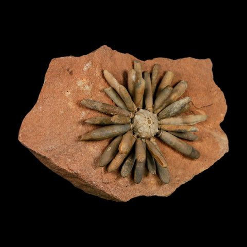 3.7" Highly Detailed Asterocidaris Sea Urchin Fossil Echinoid Boulmane Morocco - Fossil Age Minerals