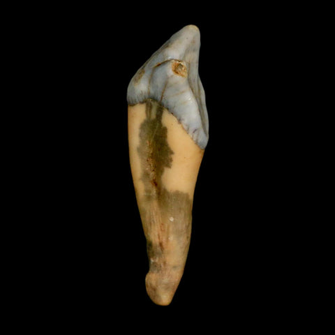 1.6" Extinct Cave Bear Ursus Spelaeus Incisor Tooth Rooted Pleistocene Age COA, Stand