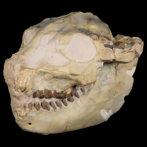 3.7" Leptauchenia Decora Oreodont Fossil Skull Miocene Age South Dakota Badlands - Fossil Age Minerals