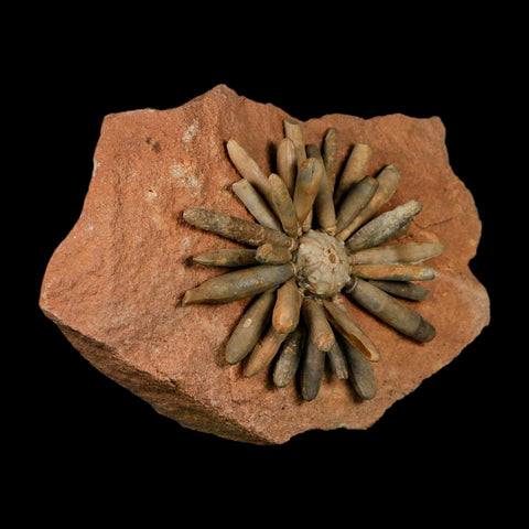 3.7" Highly Detailed Asterocidaris Sea Urchin Fossil Echinoid Boulmane Morocco - Fossil Age Minerals