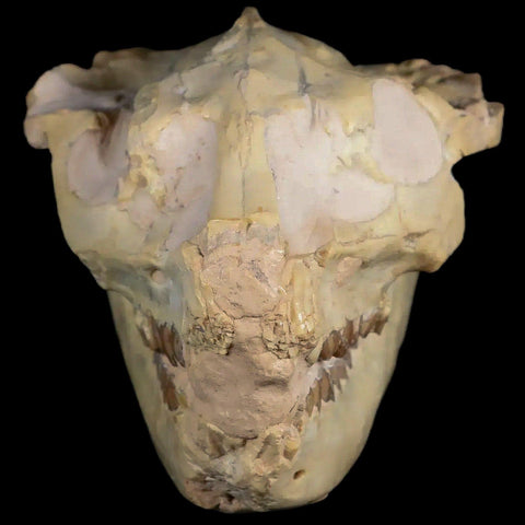 3.7" Leptauchenia Decora Oreodont Fossil Skull Miocene Age South Dakota Badlands - Fossil Age Minerals