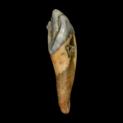 1.6" Extinct Cave Bear Ursus Spelaeus Incisor Tooth Rooted Pleistocene Age COA, Stand
