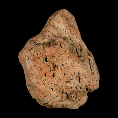 1.9" Triceratops Fossil Skull Bone Groves Lance Creek FM Cretaceous Dinosaur WY COA