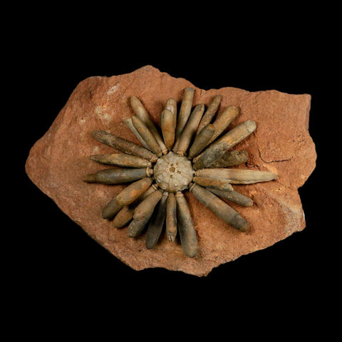 3.7" Highly Detailed Asterocidaris Sea Urchin Fossil Echinoid Boulmane Morocco - Fossil Age Minerals