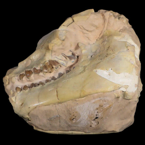 3.7" Leptauchenia Decora Oreodont Fossil Skull Miocene Age South Dakota Badlands - Fossil Age Minerals