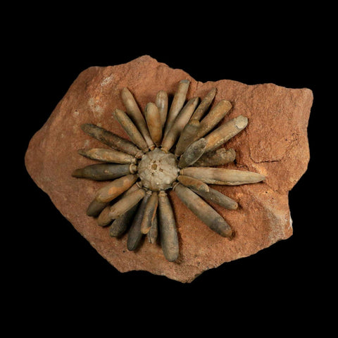 3.7" Highly Detailed Asterocidaris Sea Urchin Fossil Echinoid Boulmane Morocco - Fossil Age Minerals