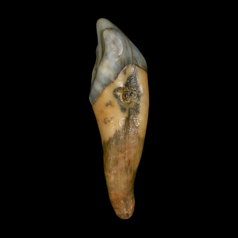 1.6" Extinct Cave Bear Ursus Spelaeus Incisor Tooth Rooted Pleistocene Age COA, Stand