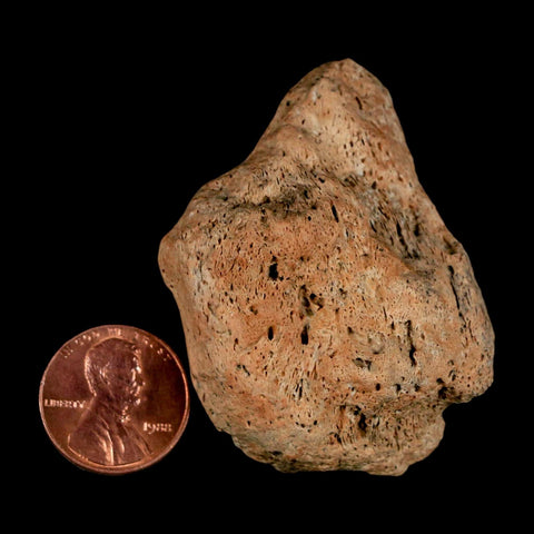 1.9" Triceratops Fossil Skull Bone Groves Lance Creek FM Cretaceous Dinosaur WY COA