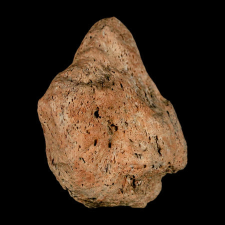 1.9" Triceratops Fossil Skull Bone Groves Lance Creek FM Cretaceous Dinosaur WY COA