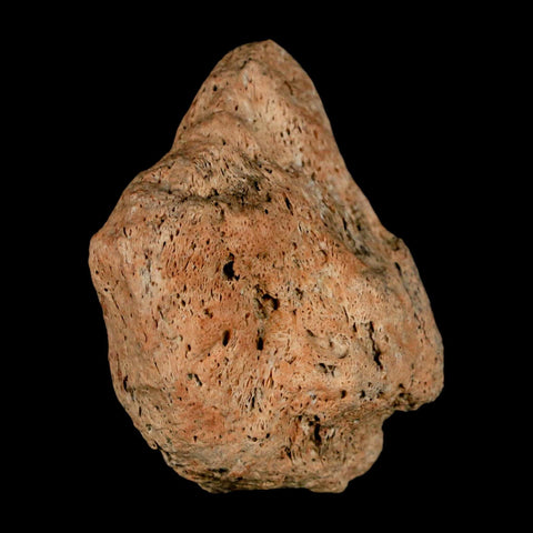 1.9" Triceratops Fossil Skull Bone Groves Lance Creek FM Cretaceous Dinosaur WY COA