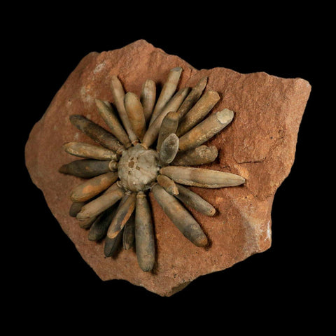 3.7" Highly Detailed Asterocidaris Sea Urchin Fossil Echinoid Boulmane Morocco - Fossil Age Minerals