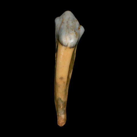 1.6" Extinct Cave Bear Ursus Spelaeus Incisor Tooth Rooted Pleistocene Age COA, Stand