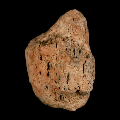 1.9" Triceratops Fossil Skull Bone Groves Lance Creek FM Cretaceous Dinosaur WY COA