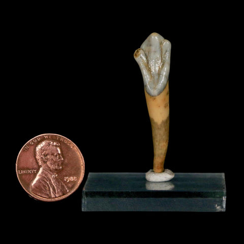 1.6" Extinct Cave Bear Ursus Spelaeus Incisor Tooth Rooted Pleistocene Age COA, Stand