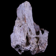 1.2" Tyrannosaurus Rex Fossil Bone Section Dinosaur Lance Creek FM Wyoming COA