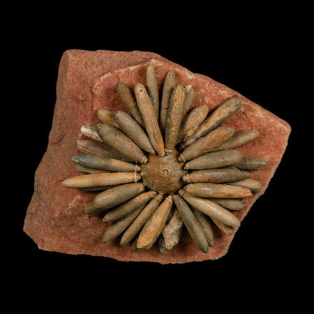 3.1" Highly Detailed Asterocidaris Sea Urchin Fossil Echinoid Boulmane Morocco