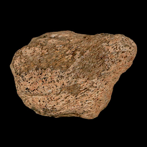 1.9" Triceratops Fossil Skull Bone Groves Lance Creek FM Cretaceous Dinosaur WY COA