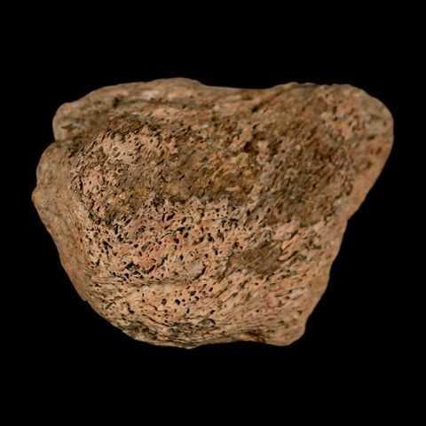 1.9" Triceratops Fossil Skull Bone Groves Lance Creek FM Cretaceous Dinosaur WY COA