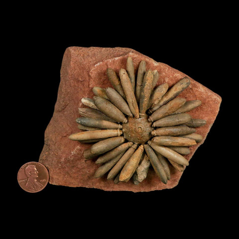 3.1" Highly Detailed Asterocidaris Sea Urchin Fossil Echinoid Boulmane Morocco - Fossil Age Minerals