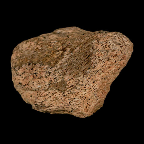 1.9" Triceratops Fossil Skull Bone Groves Lance Creek FM Cretaceous Dinosaur WY COA