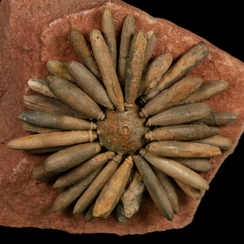 3.1" Highly Detailed Asterocidaris Sea Urchin Fossil Echinoid Boulmane Morocco - Fossil Age Minerals