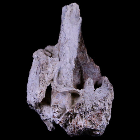 1.2" Tyrannosaurus Rex Fossil Bone Section Dinosaur Lance Creek FM Wyoming COA
