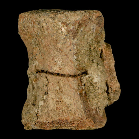 2.4" Pachycephalosaurus Dinosaur Fossil Vertebrae Bone Lance Creek FM Wyoming COA - Fossil Age Minerals