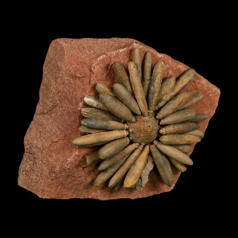3.1" Highly Detailed Asterocidaris Sea Urchin Fossil Echinoid Boulmane Morocco - Fossil Age Minerals