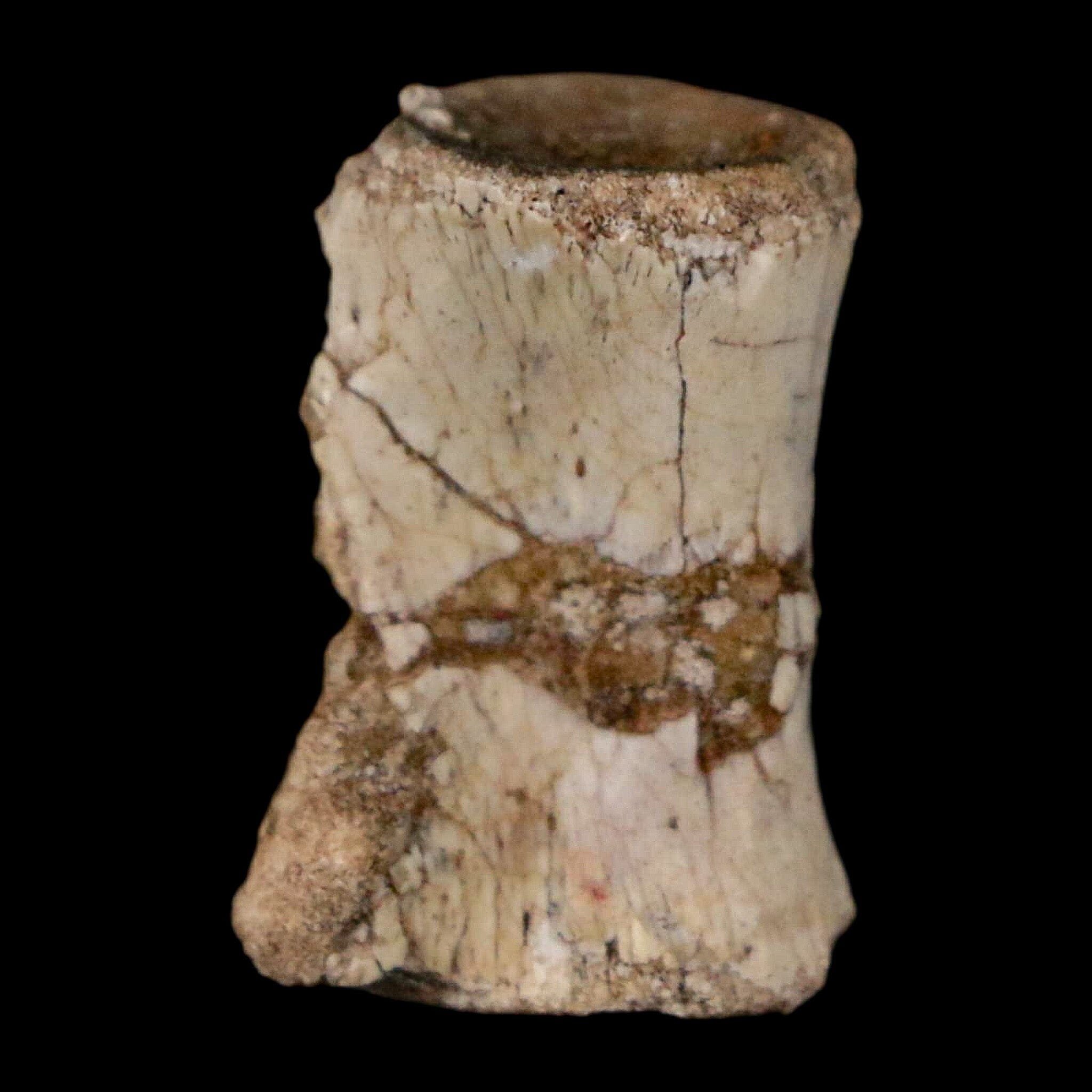 0.7" Coelophysis Fossil Vertebrae Bone Chinle FM AZ Late Triassic Theropod Dinosaur - Fossil Age Minerals