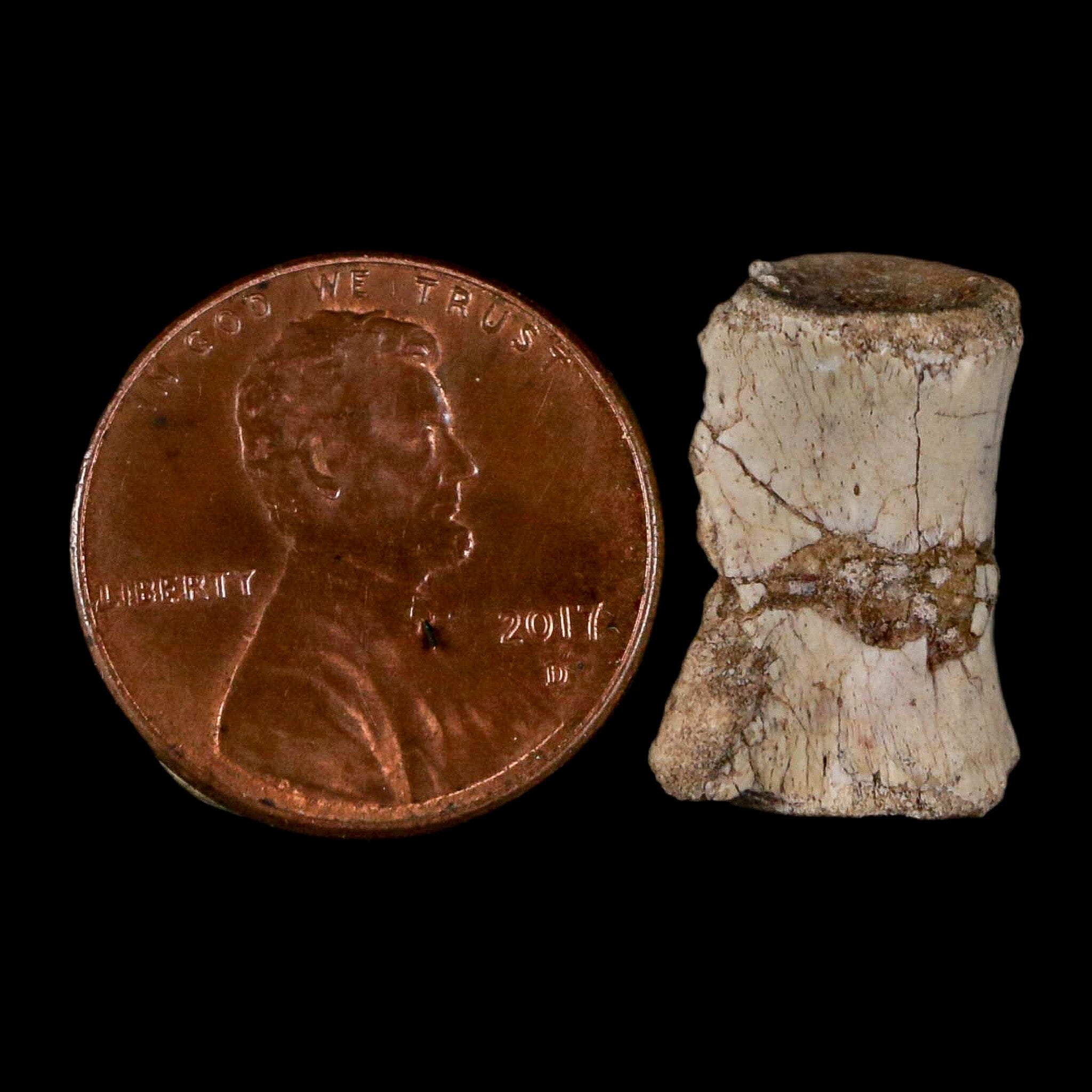 0.7" Coelophysis Fossil Vertebrae Bone Chinle FM AZ Late Triassic Theropod Dinosaur - Fossil Age Minerals