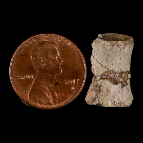 0.7" Coelophysis Fossil Vertebrae Bone Chinle FM AZ Late Triassic Theropod Dinosaur - Fossil Age Minerals