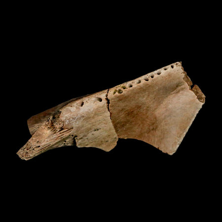 1.5" Fossil Turtle Jaw Section Lance Creek FM Wyoming Dinosaur Cretaceous Age