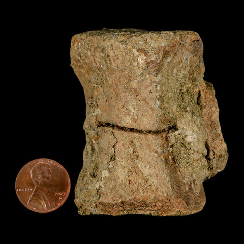 2.4" Pachycephalosaurus Dinosaur Fossil Vertebrae Bone Lance Creek FM Wyoming COA - Fossil Age Minerals