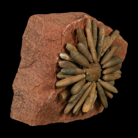3.1" Highly Detailed Asterocidaris Sea Urchin Fossil Echinoid Boulmane Morocco - Fossil Age Minerals