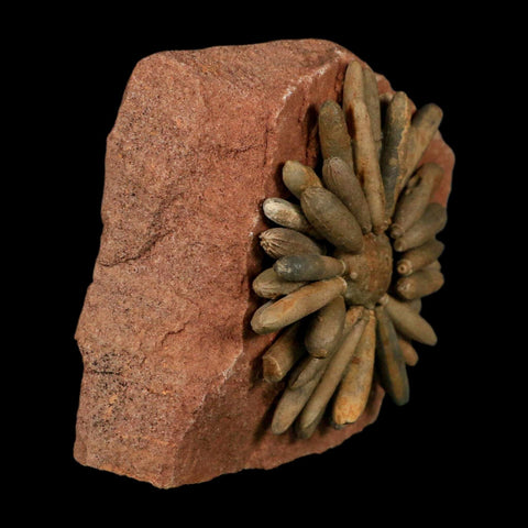 3.1" Highly Detailed Asterocidaris Sea Urchin Fossil Echinoid Boulmane Morocco - Fossil Age Minerals
