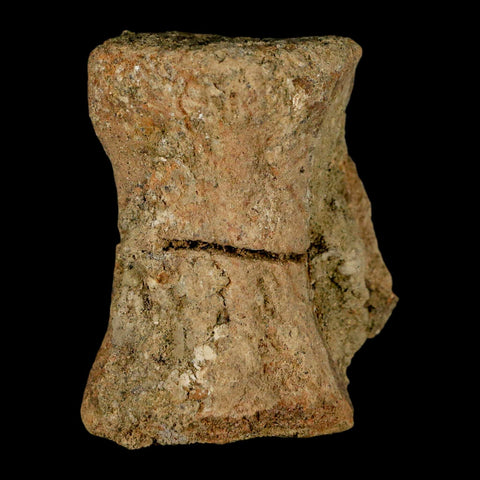 2.4" Pachycephalosaurus Dinosaur Fossil Vertebrae Bone Lance Creek FM Wyoming COA - Fossil Age Minerals