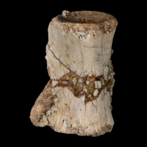 0.7" Coelophysis Fossil Vertebrae Bone Chinle FM AZ Late Triassic Theropod Dinosaur - Fossil Age Minerals