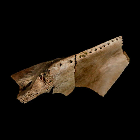 1.5" Fossil Turtle Jaw Section Lance Creek FM Wyoming Dinosaur Cretaceous Age