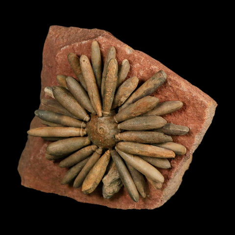 3.1" Highly Detailed Asterocidaris Sea Urchin Fossil Echinoid Boulmane Morocco - Fossil Age Minerals